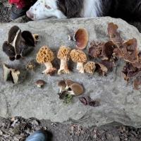 Quelques variétés!