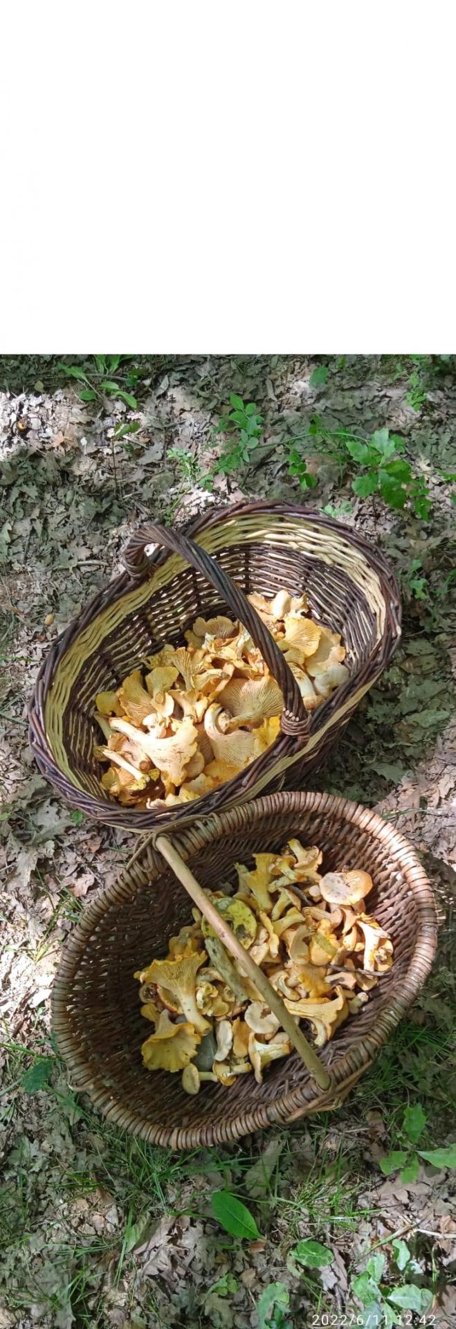 Essai photo girolles 1