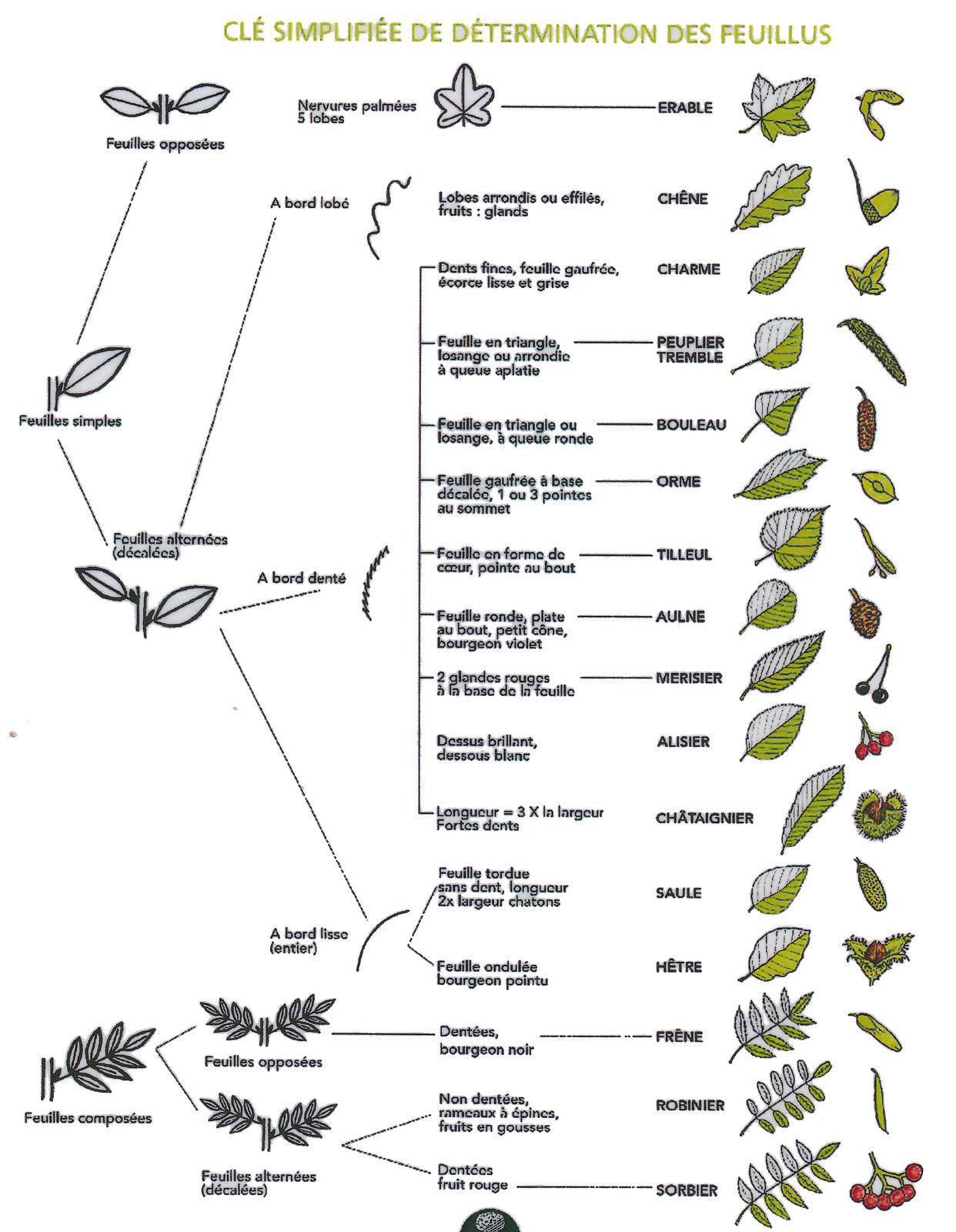 Feuillus cle determination onf