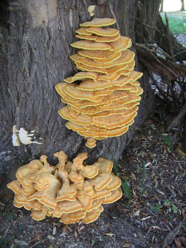 Polypore soufré photographié à Carbonne.